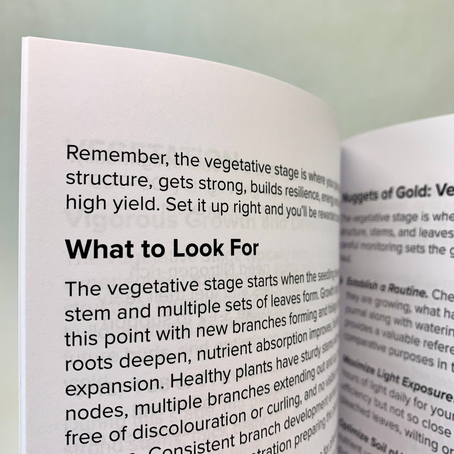 Monitor feeding, training, and environment to guide your plants through vigorous vegetative growth.